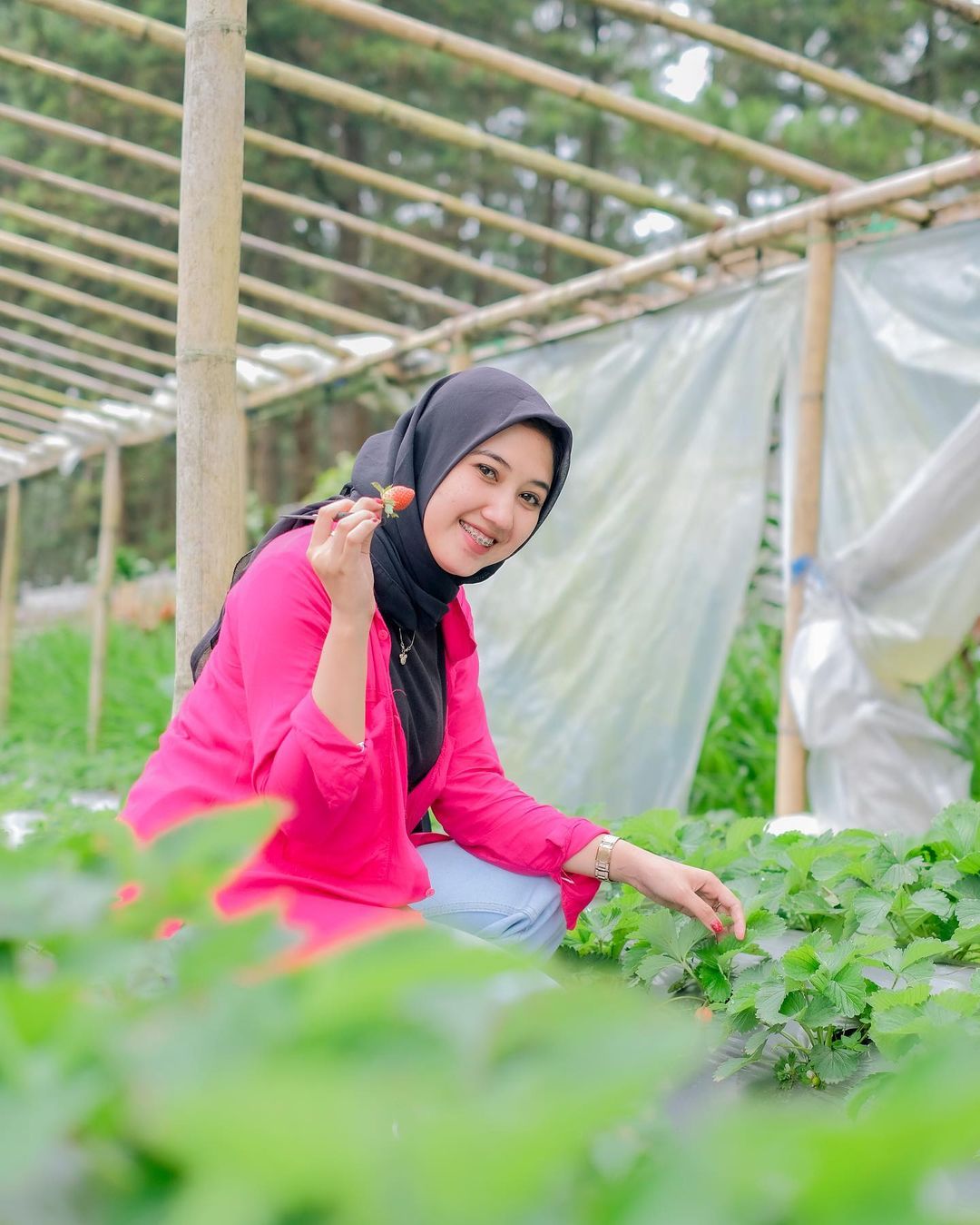 Desa Serang Tetap Bertahan Jadi Sentra Kebun Stroberi, Lebaran Kewalahan