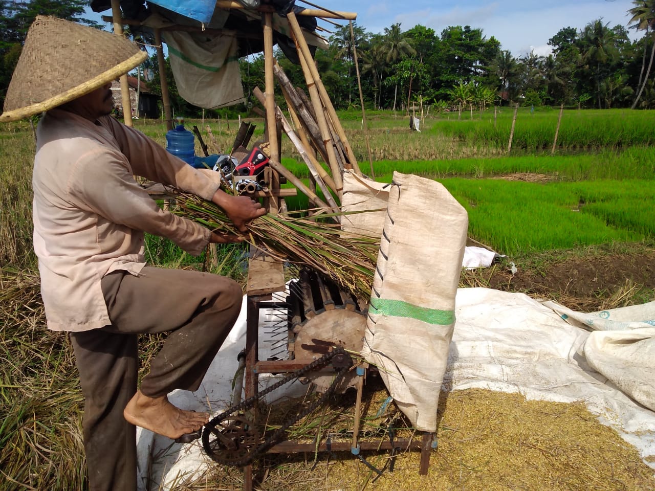 Gabah Terdampak Hama Burung Diminati untuk Benih