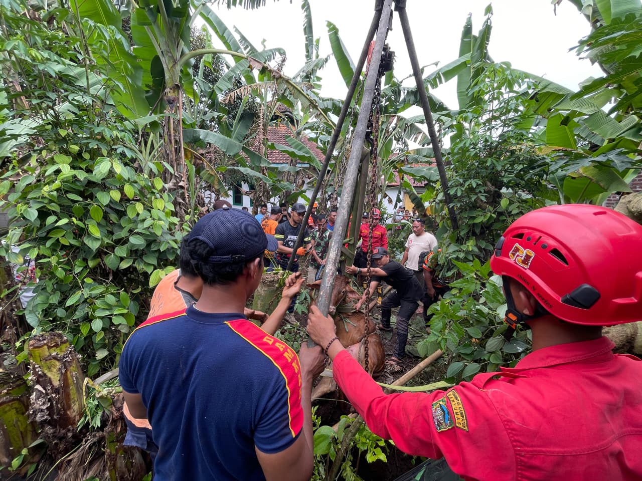 Sapi Tercebur Sumur 4 Meter di Sokaraja, Damkar Banyumas Evakuasi Hampir Tiga Jam