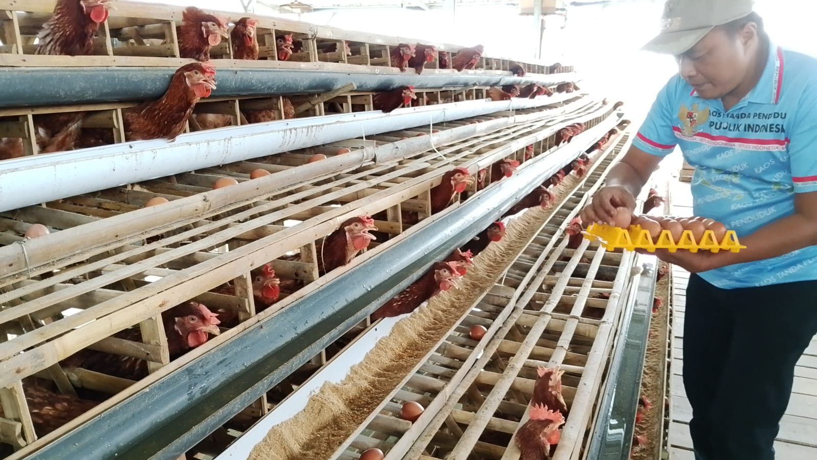 Telur BUMDes Selandaka Banyumas Laris, Harga Murah, Prospek Dikembangkan