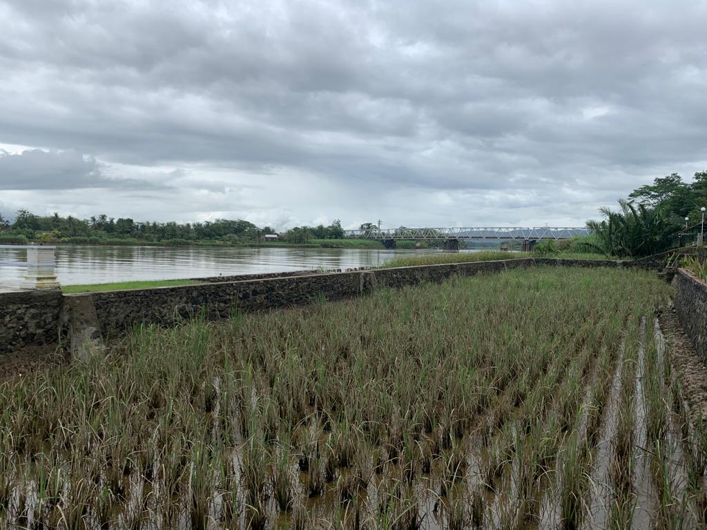Dilanda Banjir, Produksi Padi di Cilacap Menurun