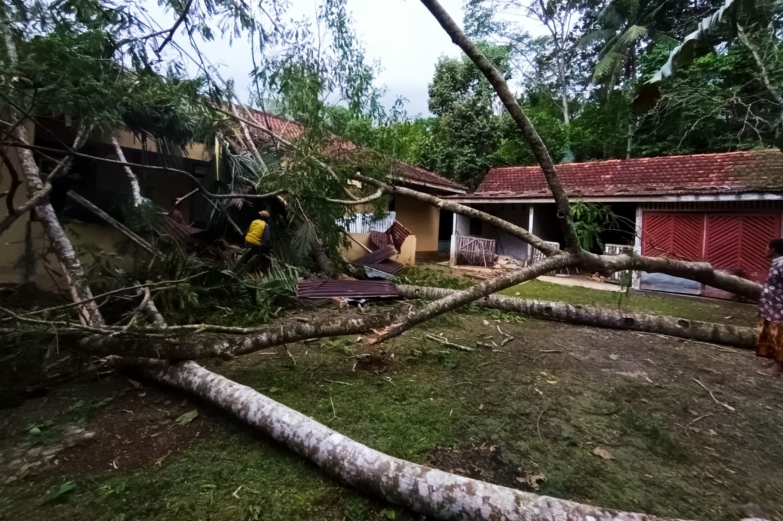 Cuaca Ekstrem Landa Banyumas: Pohon Tumbang Terjadi di Beberapa Lokasi