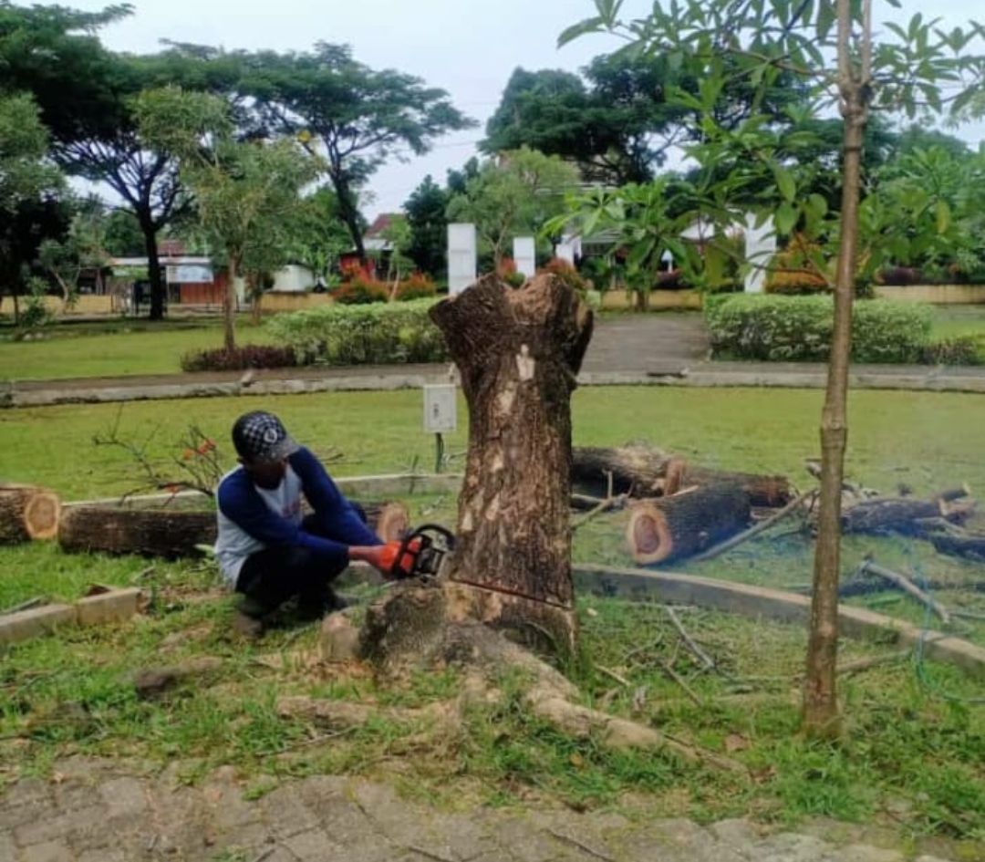 Rawan, Pohon Mati di Taman Kota Sumpiuh Ditebang