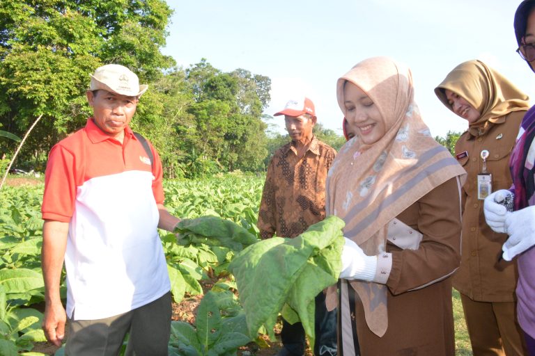 Kabupaten Cilacap Memiliki Potensi Tanaman Tembakau 