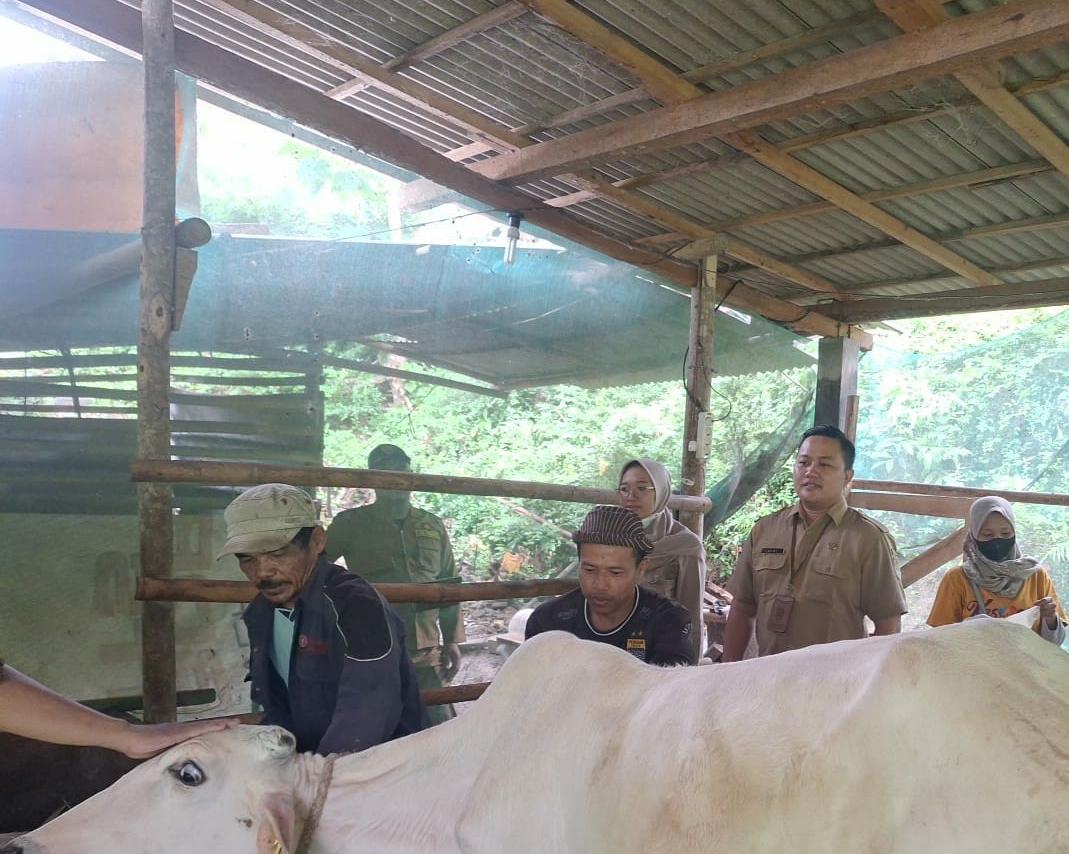 86 Sapi Terjangkit PMK di Cilacap, Empat di Antaranya Dipotong Bersyarat