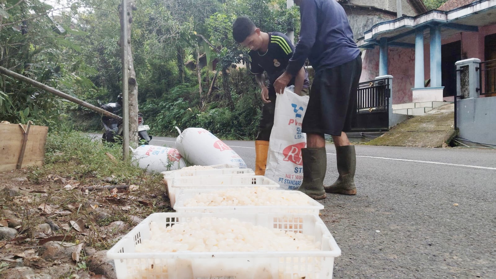 Kolang-Kaling Asli Ujungbarang Cilacap Diminati hingga Luar Kota
