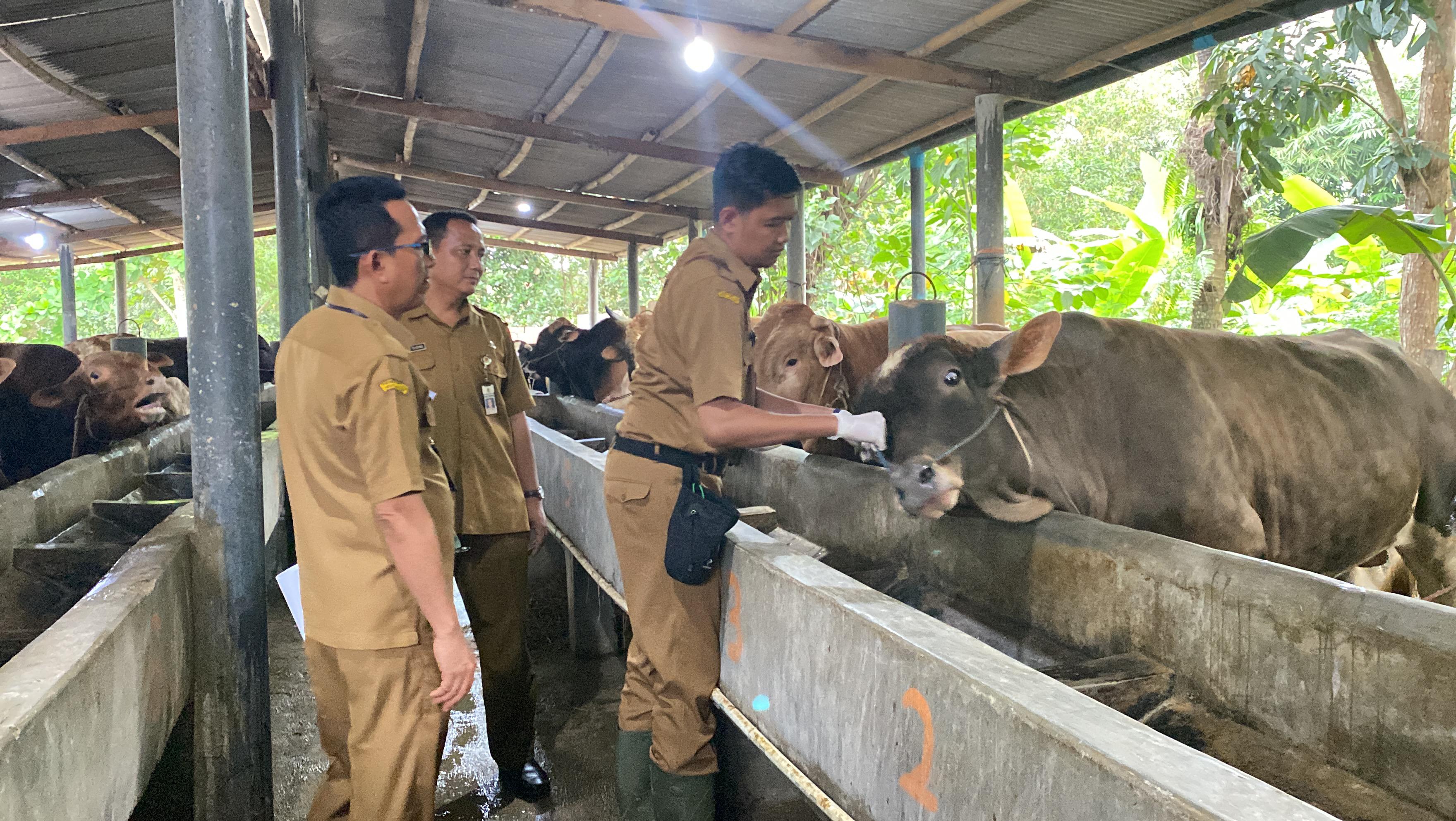 Jelang Hari Raya Kurban Dinas Pertanian Cilacap Intensif Lakukan Pengecekan Kesehatan Hewan Ternak