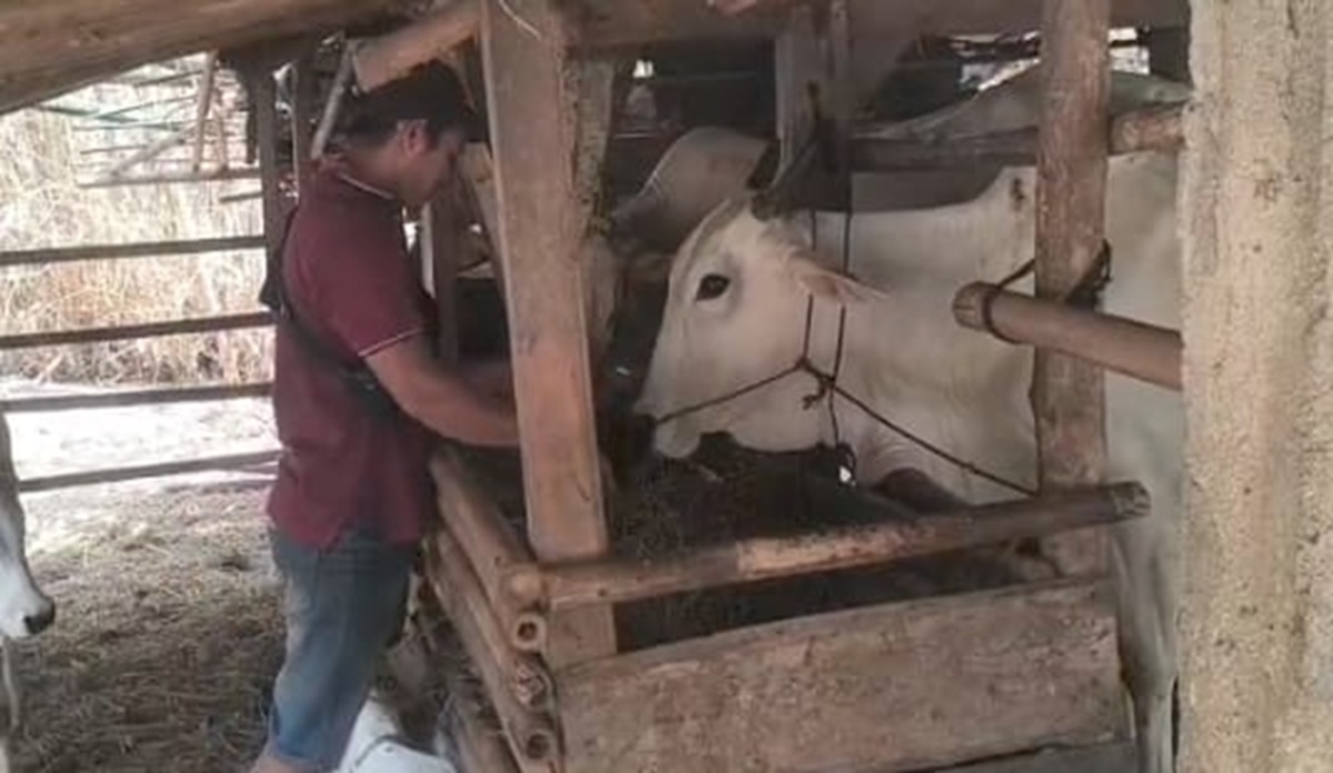 Pakan Ternak Langka, Peternak Kebumen Pilih Jerami Kering