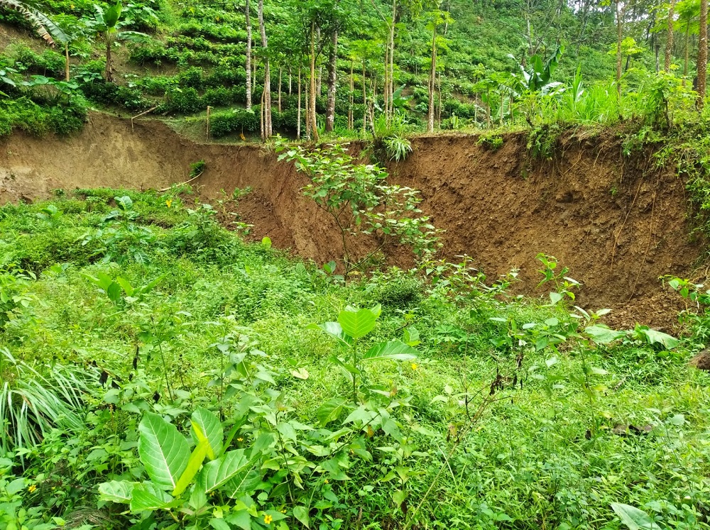 Cuaca Ekstrem, Lahan Hutan Gunung Slamet Amblas Setengah Hektar