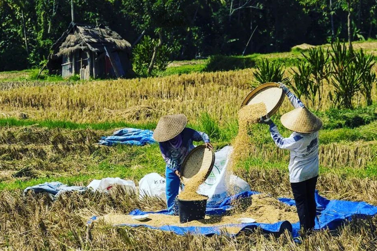 Mengenal Tradisi Mimiti Pari, Ritual Sebelum Panen Padi di Banyumas