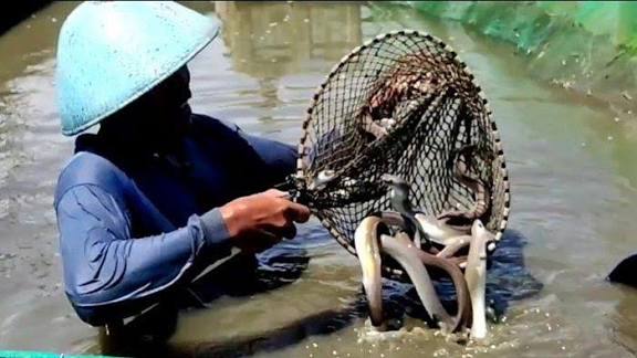 Musim Hujan, Produksi Sidat Cilacap Melimpah hingga 60 Ton Per Tahun