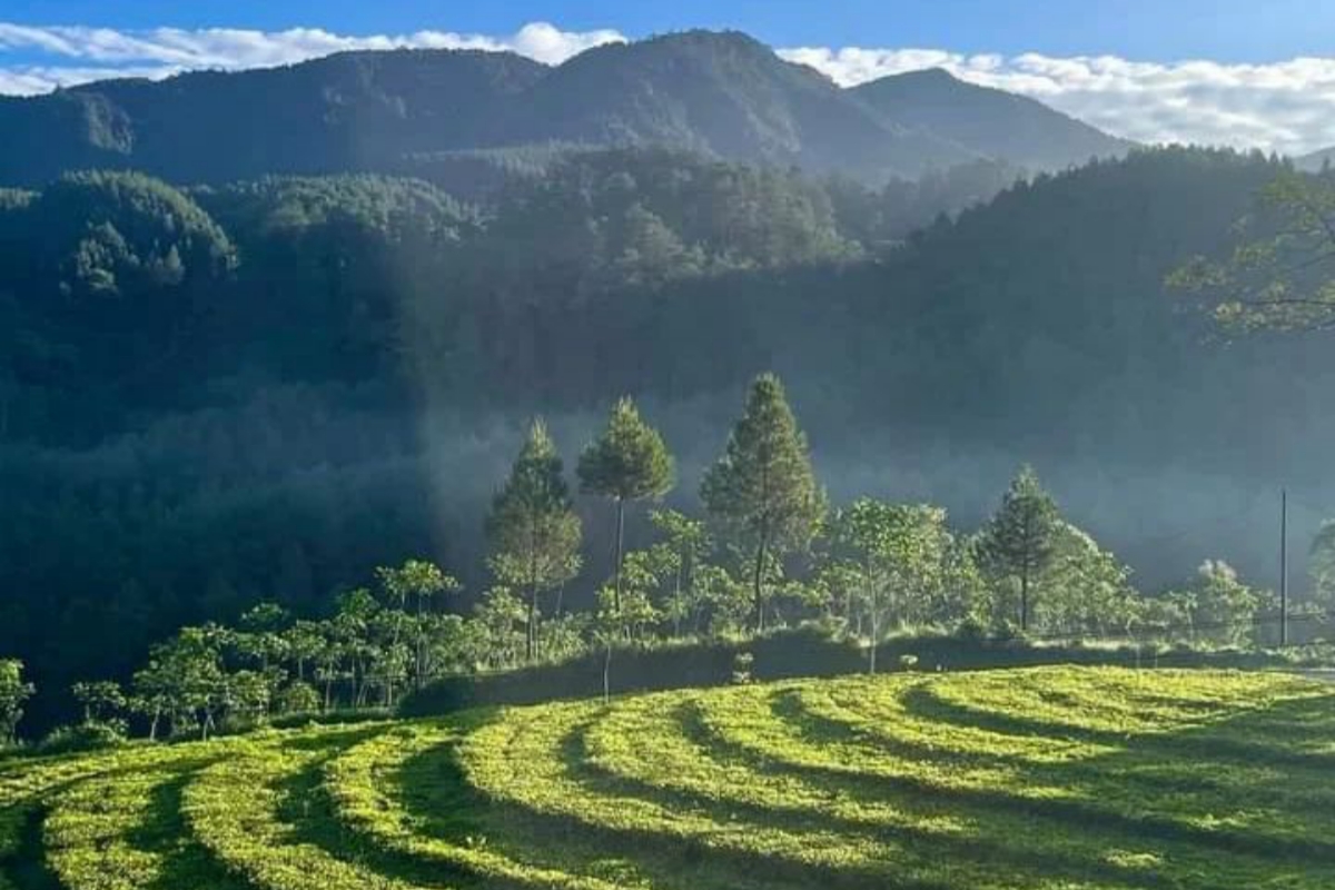 Pesona Kebun Teh Kertosari, Tempat Healing Favorit di Banjarnegara