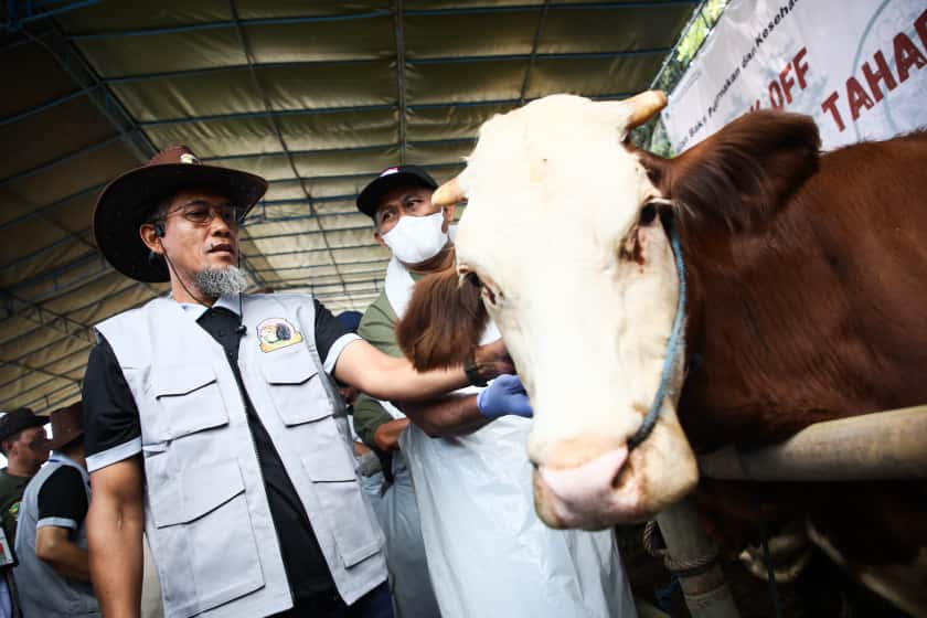Genjot Produksi Daging, Pemprov Jateng Akan Vaksinasi PMK pada Sejuta Hewan Ternak
