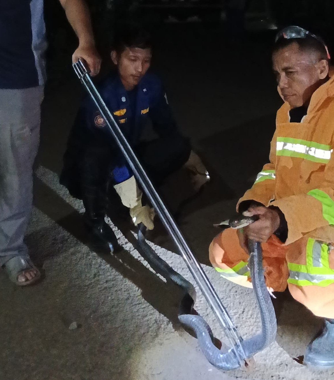 Ular King Cobra Sepanjang 2,5 Meter yang Berada di Atas Plafon Rumah, Gegerkan Warga Salebu