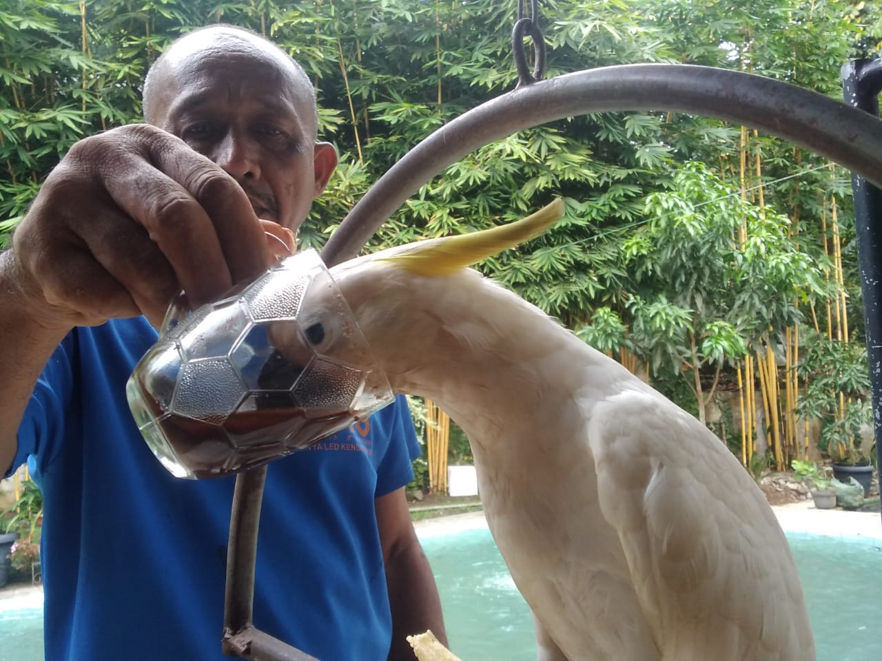 Unik, Burung Kakak Tua Putih ini Jadi Teman Ngopi di Sumpiuh, Benar-benar Menyeruput Kopi 