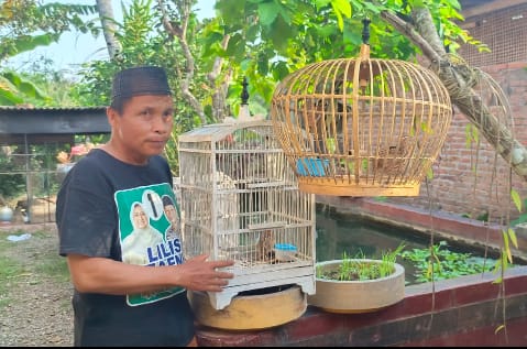 Puyuh Jantan Jadi Alteratif Baru Burung Kicau