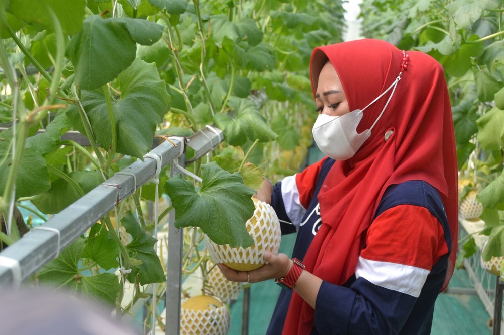 Bupati Purbalingga Ikut Panen Melon Kualitas Premium di Kertanegara