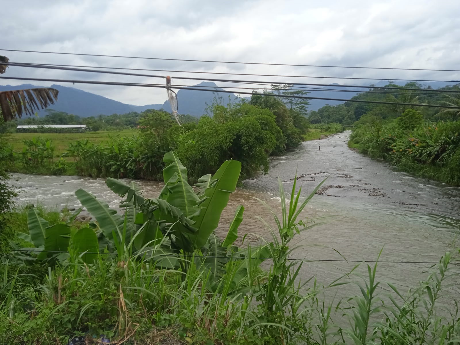 Penghujan, Potensi Erosi Tepian Sungai Klawing Makin Besar