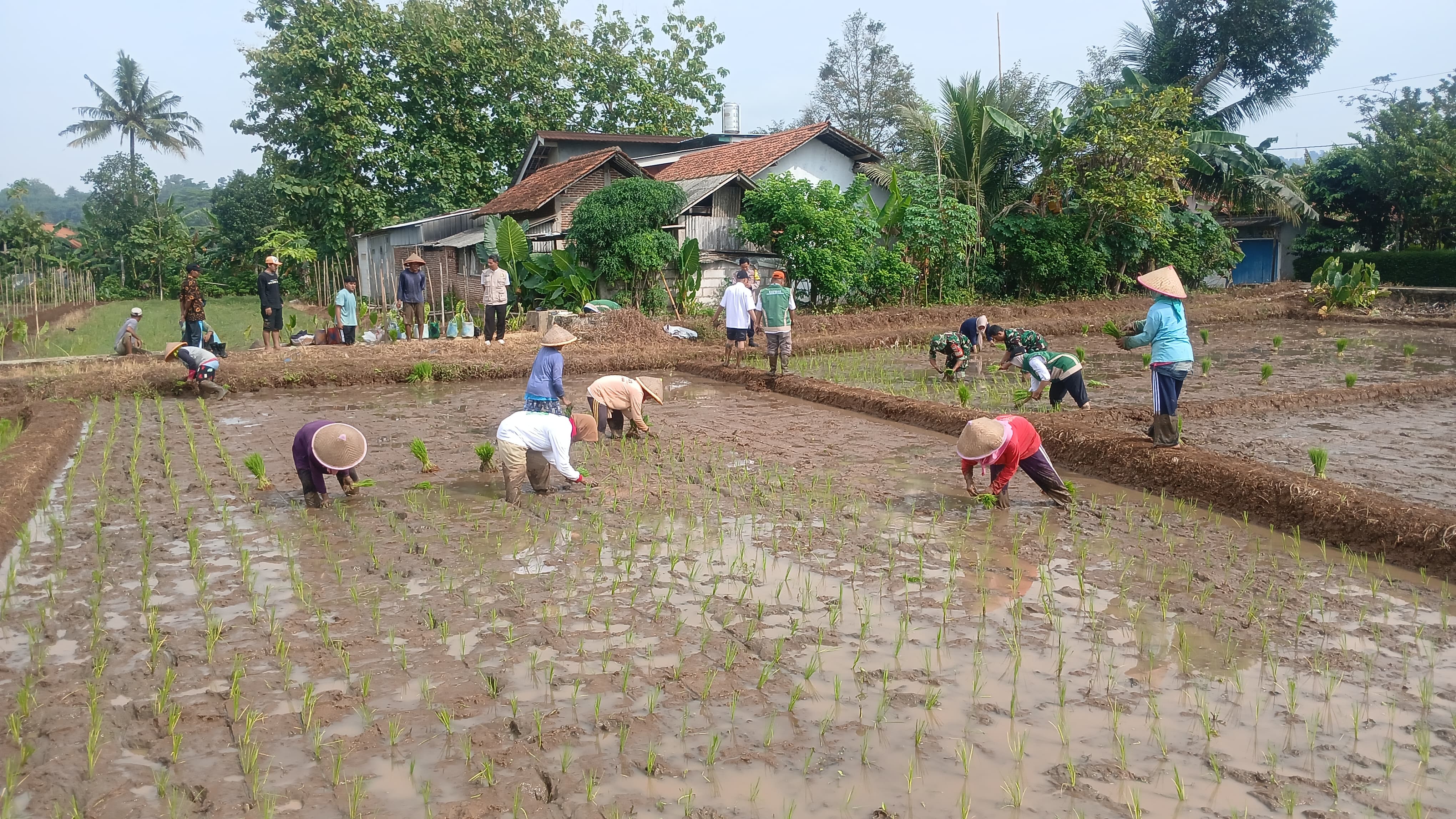 Tanam Duluan Risiko Mengintai, Petani di Banyumas Diminta Siaga Kemarau