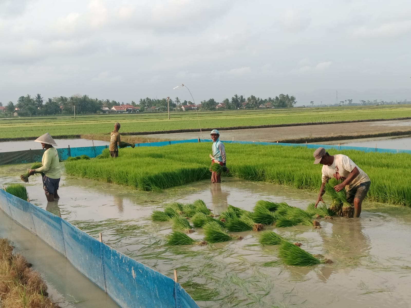 Pemerintah Siapkan Pompa dan Irigasi untuk Hadapi Kemarau di Cilacap
