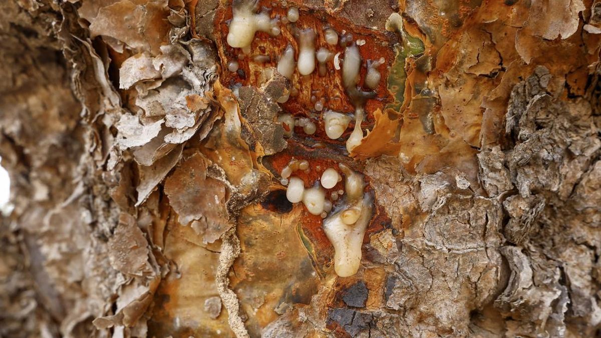 Kemenyan, Aroma Leluhur yang Kini Jadi Favorit Aromaterapi Modern