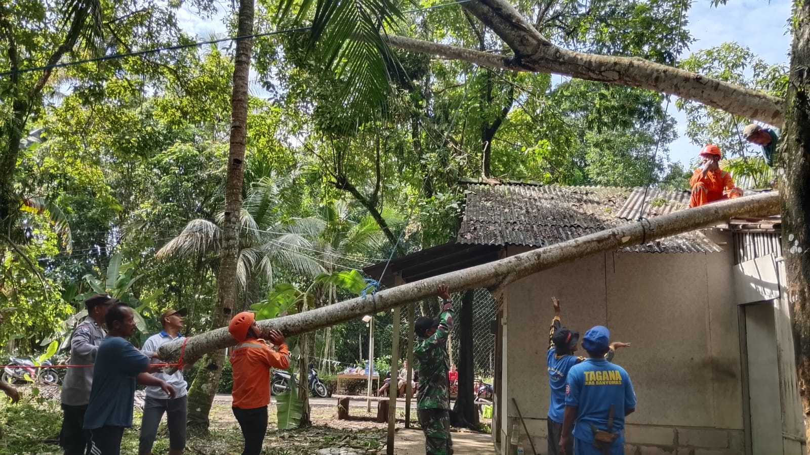 Rumah Numpang di Tanah Orang di Kuntili Sumpiuh Tertimpa Pohon Tumbang