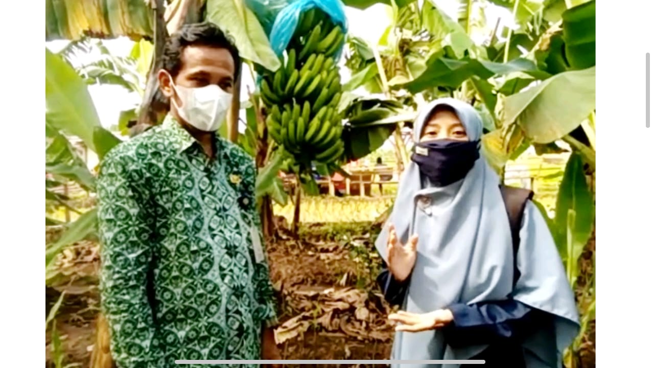 Dosen Amikom Manfaatkan Media Digital untuk Budidaya Pisang Cavendish