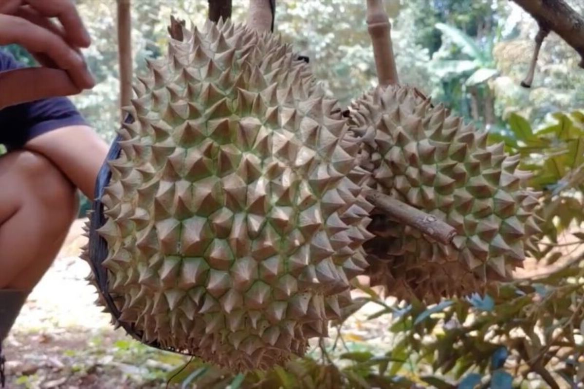 Panduan Budidaya Durian Bawor Asli Banyumas yang Tepat, Agar Memiliki Rasa Manis yang Legit