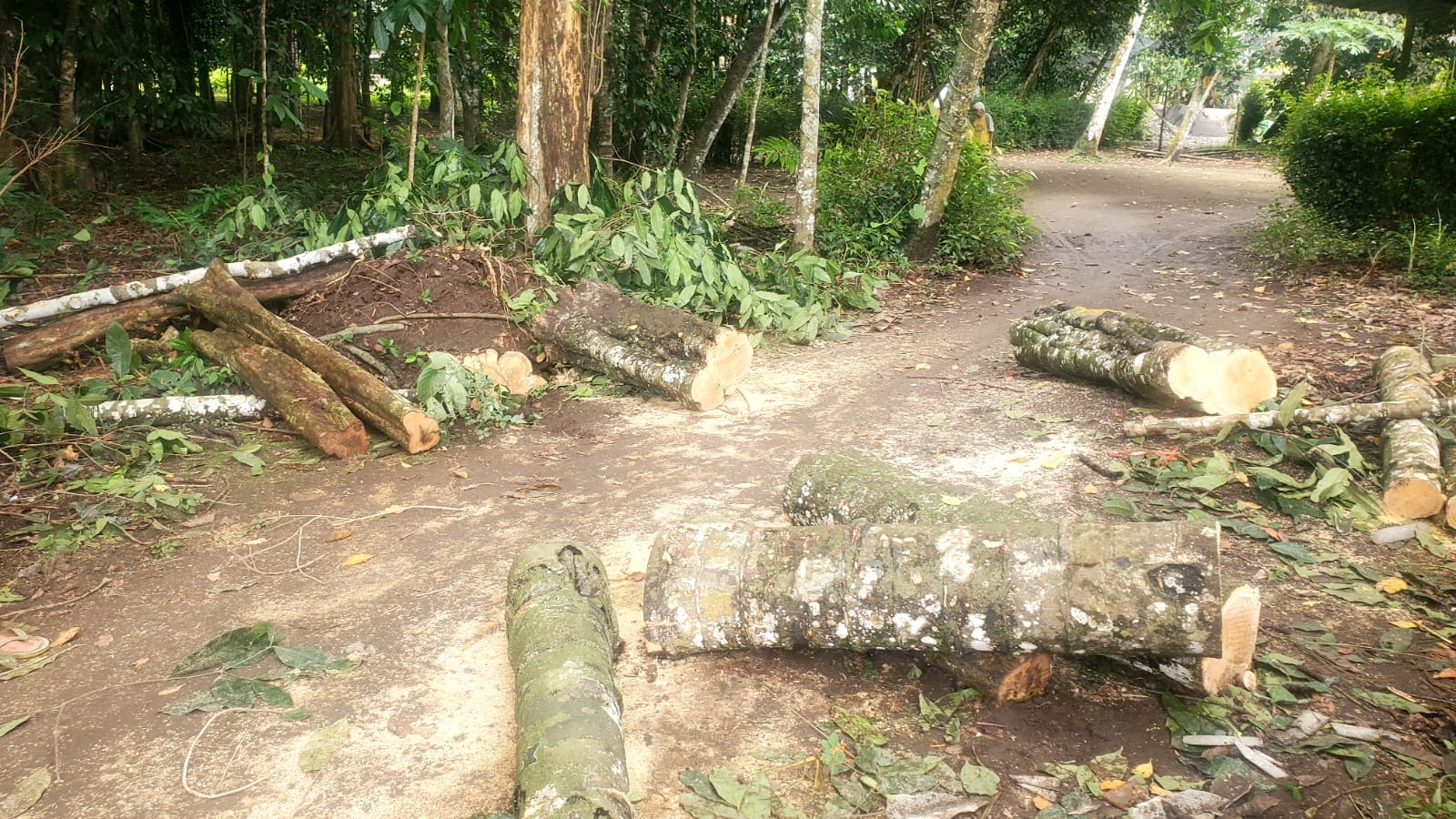 Pohon Tumbang Rusak Rumah Warga Buluspesantren