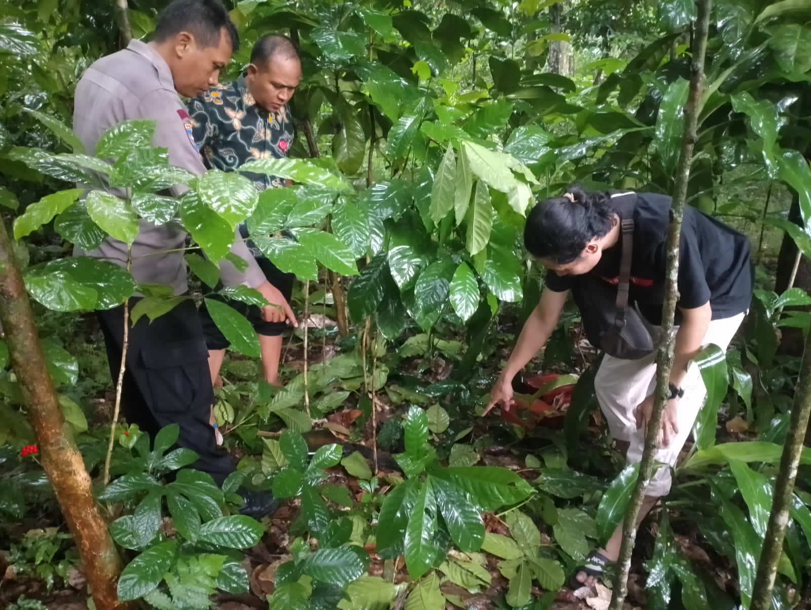 Penderes di Kutasari Meninggal Dunia Setelah Jatuh dari Pohon Kelapa Setinggi 15 Meter