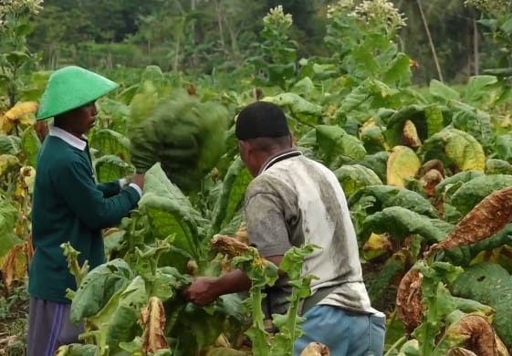 Cuaca Buruk, Petani Tembakau Kebumen Merugi