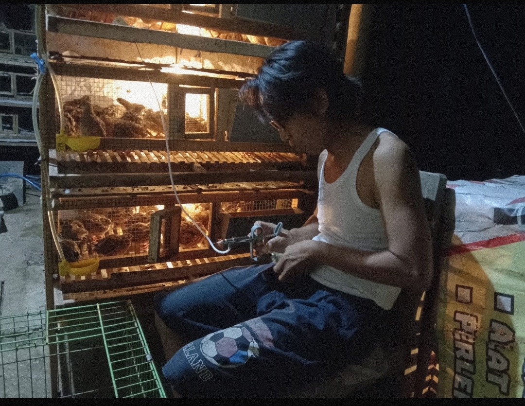 Wabah dan Idul Adha tak Pengaruhi Harga Telur Puyuh di Kebumen