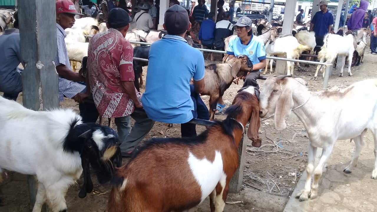 Pasar Kambing Diserbu Pembeli dari Lokal Sampai Jakarta