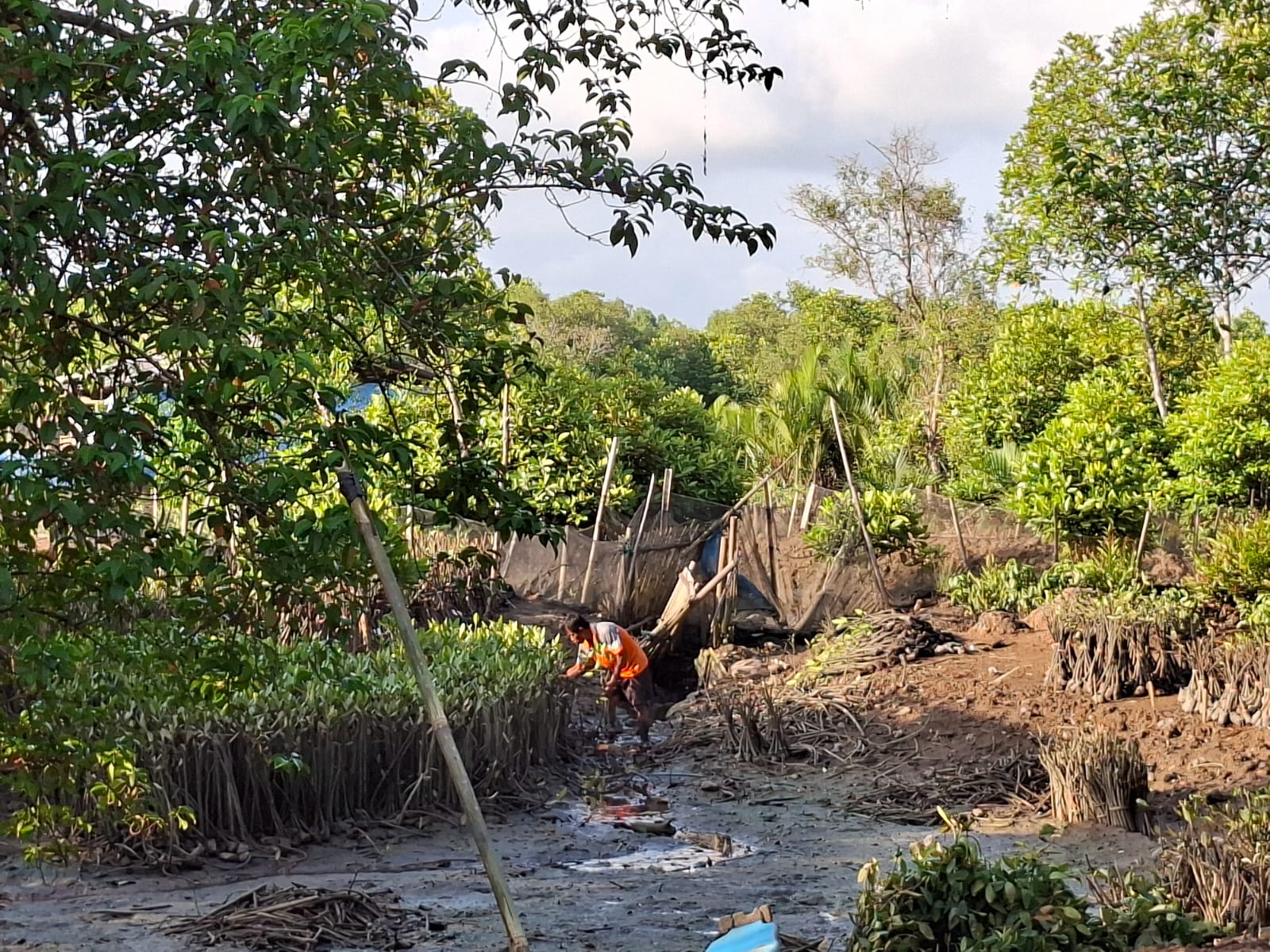 56 Jenis Mangrove Ada di Segara Anakan, 17 Ribu Batang Ditanam Dukung Mageri Segoro