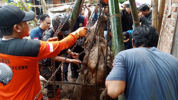 Sapi Hamil Lepas dan Terperosok ke Sumur di Purbadana Kembaran