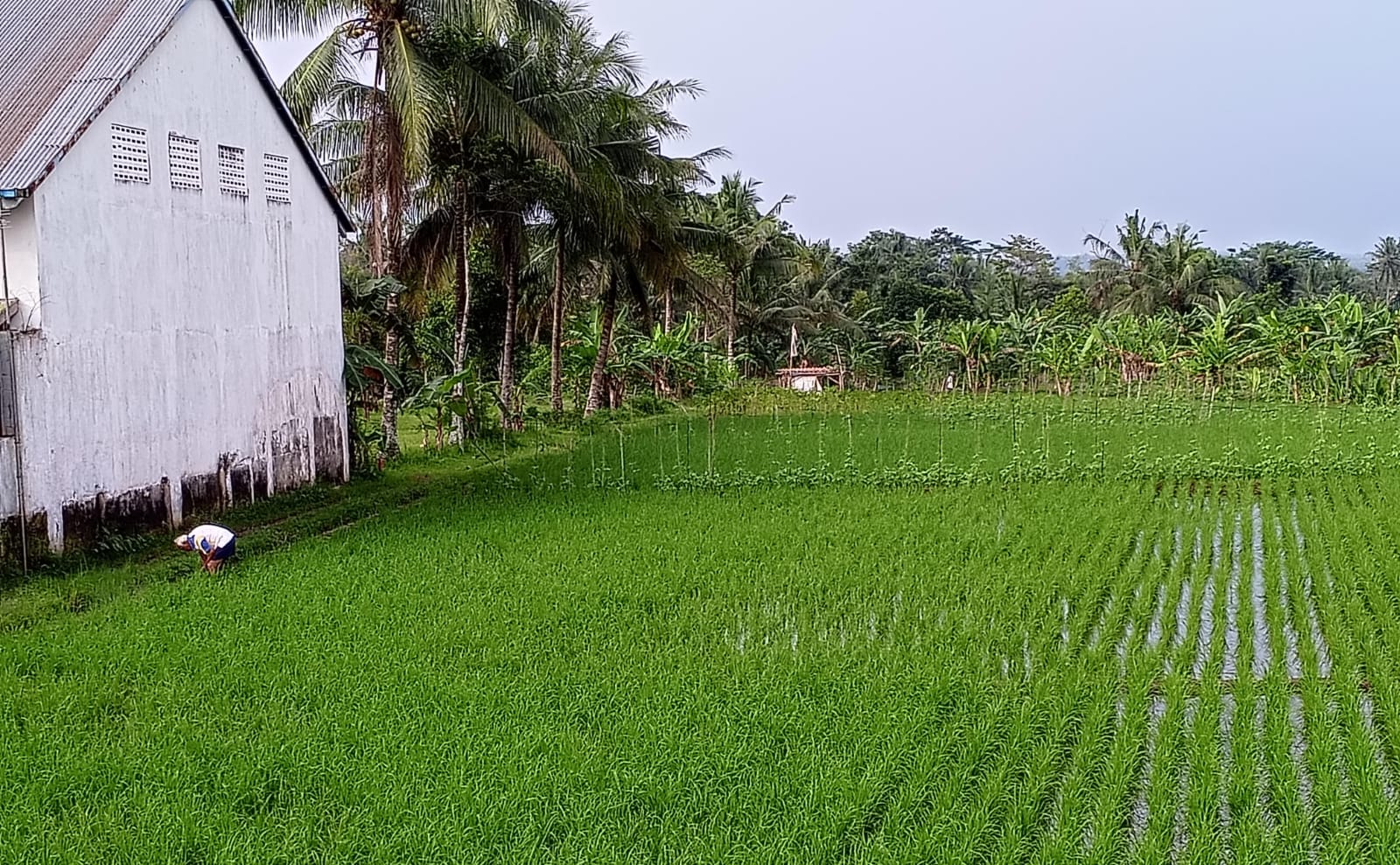 Dinpertan Purbalingga Dorong Pembentukan Perda Perlindungan Lahan Pertanian Pangan Berkelanjutan