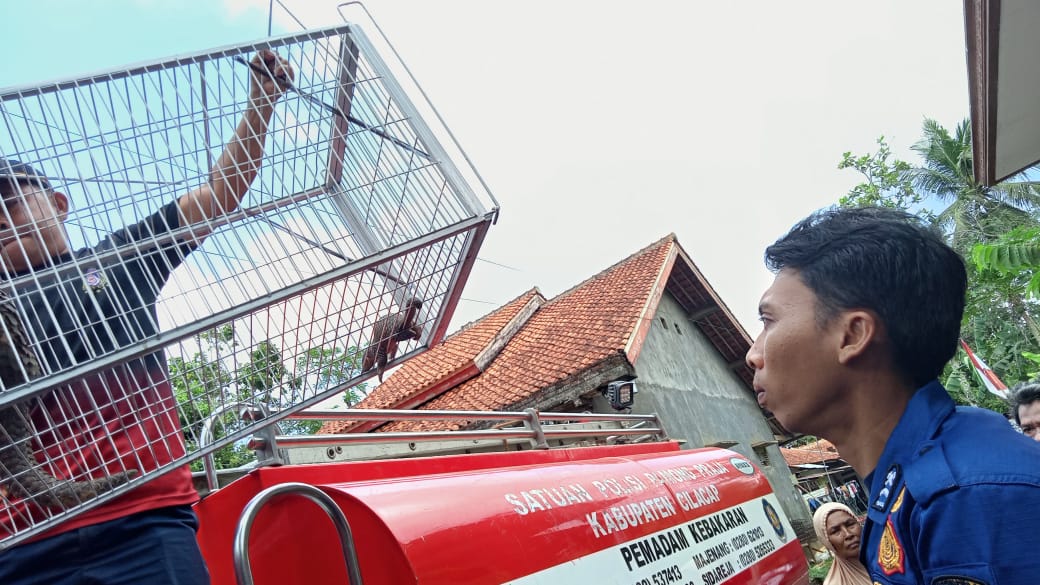 Dua Ekor Trenggiling Masuk Pemukiman Warga, Damkar Kroya Lakukan Evakuasi 