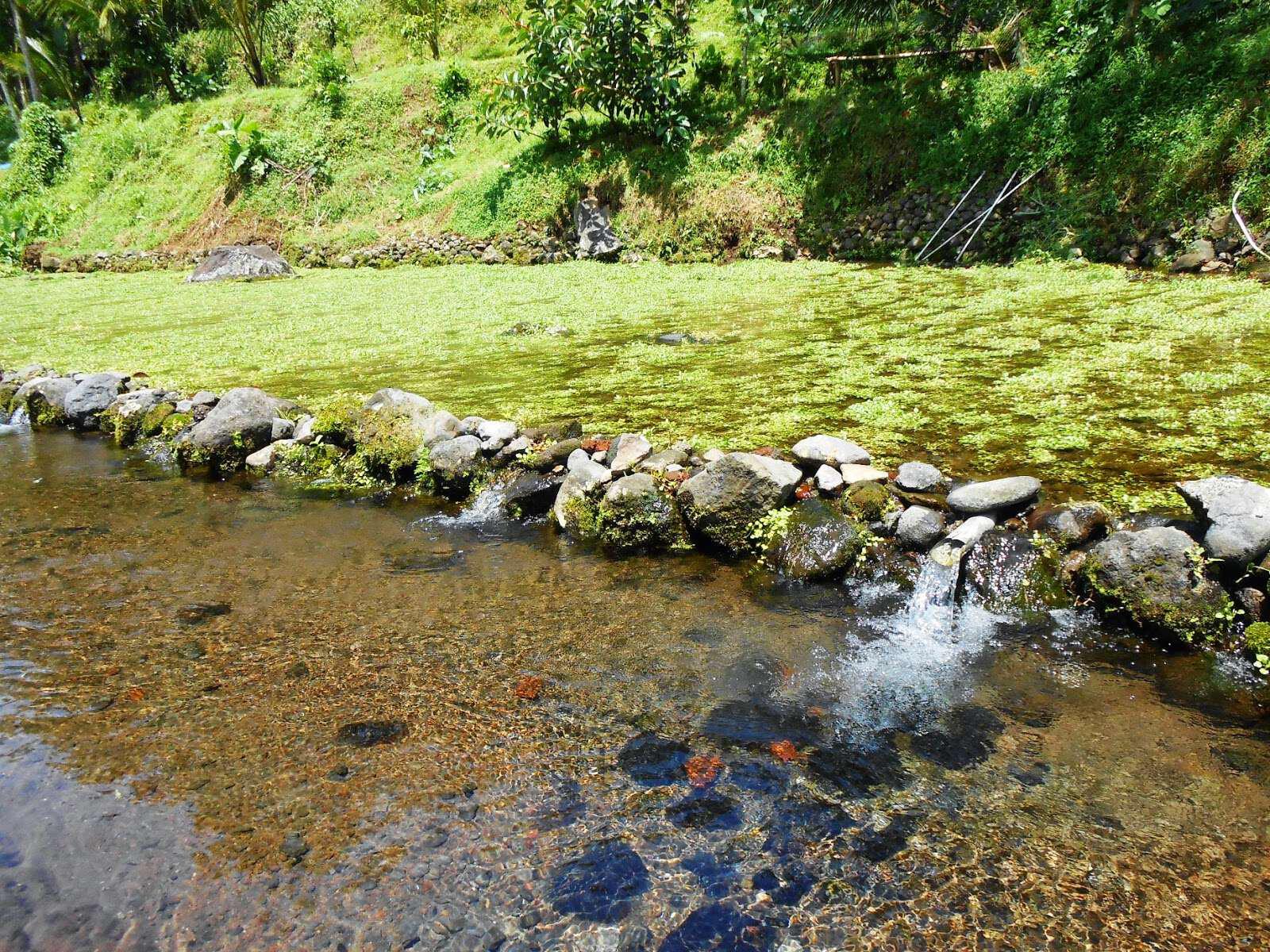 Situ Tirta Marta, Jernihnya Mata Air Gunung Slamet di Purbalingga