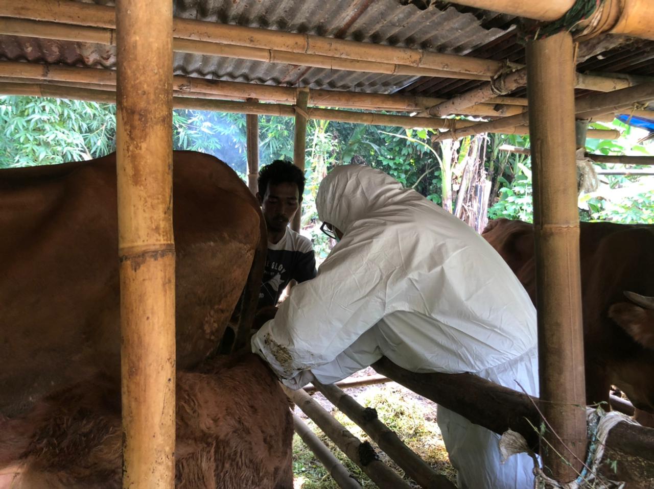 Dinpertan: Daging Kurban Rusak Berpenyakit Harus Dipisah dan Dibuang