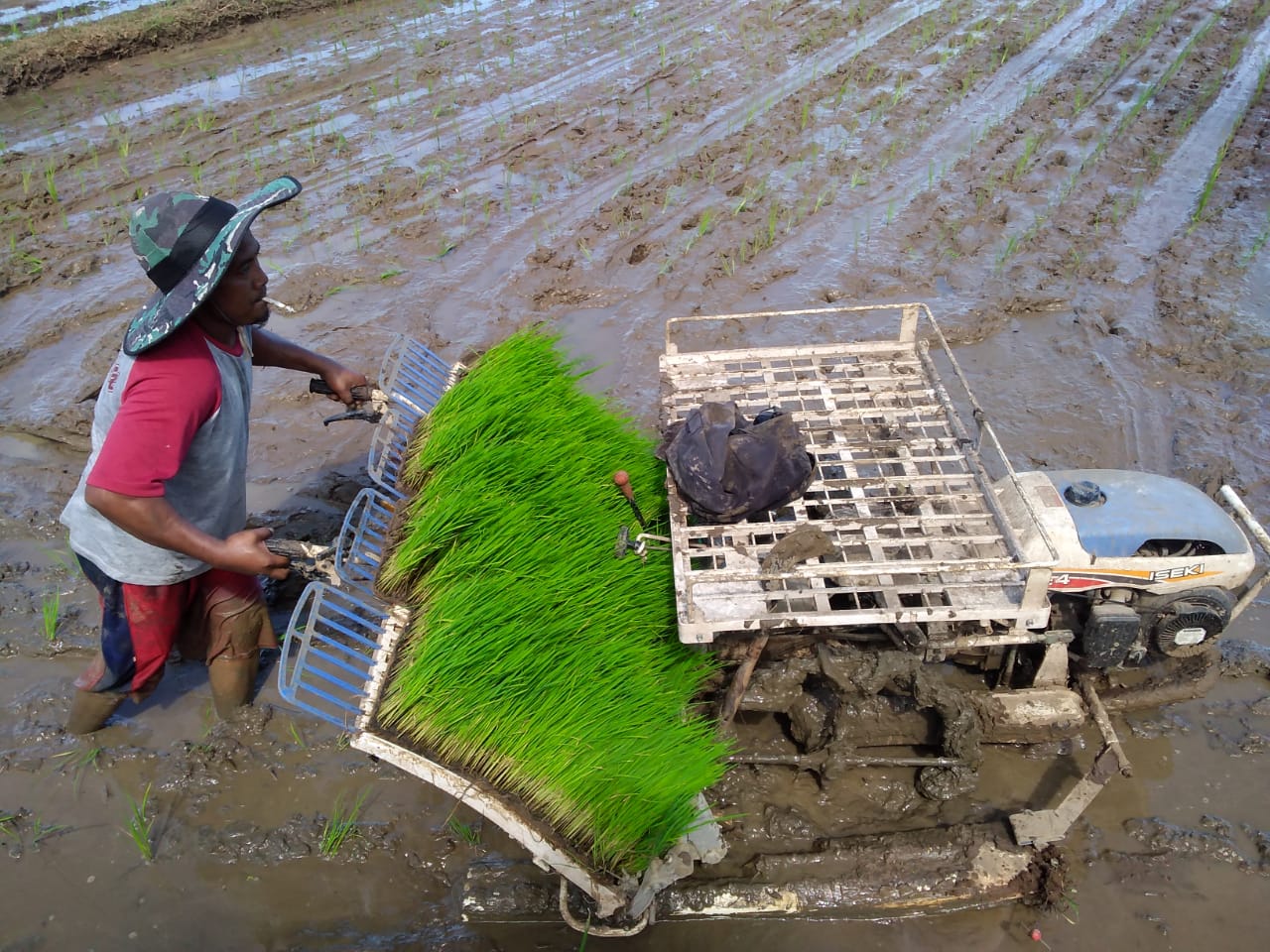Kejar Waktu Tanam Padi, Petani Gunakan Rice Transplanter