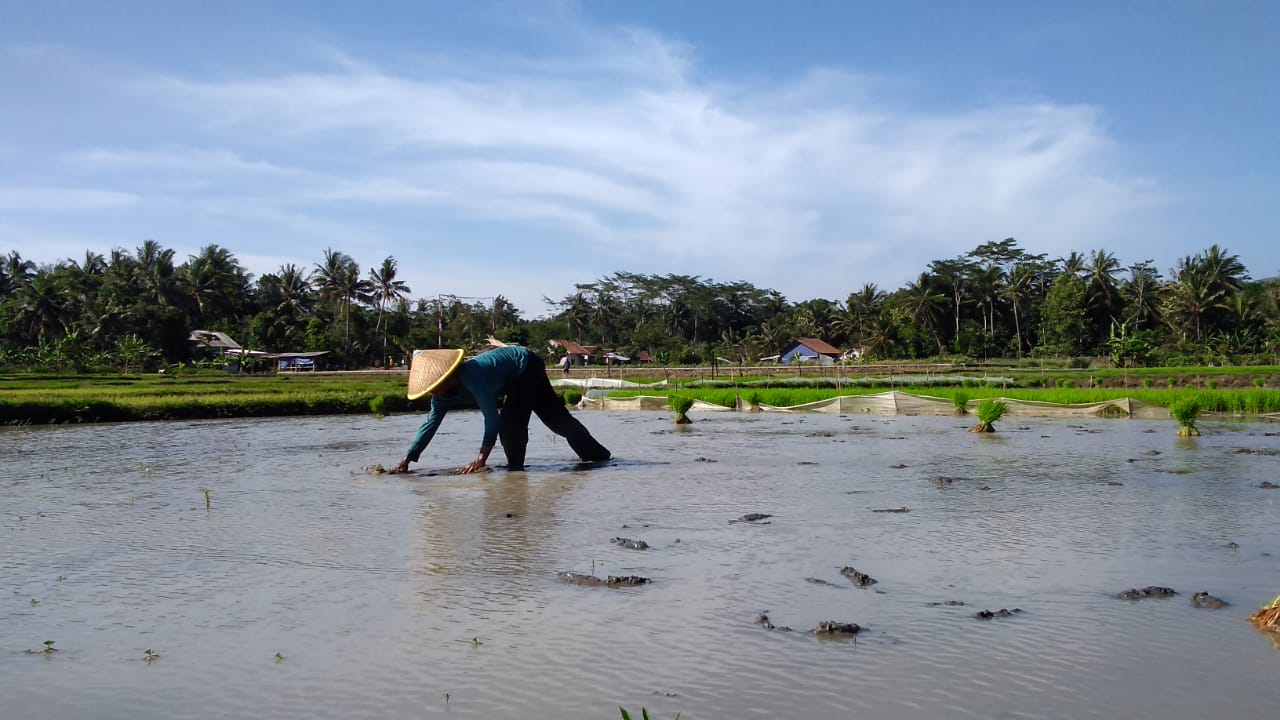  Diserang Tikus, Petani Semai Ulang Benih