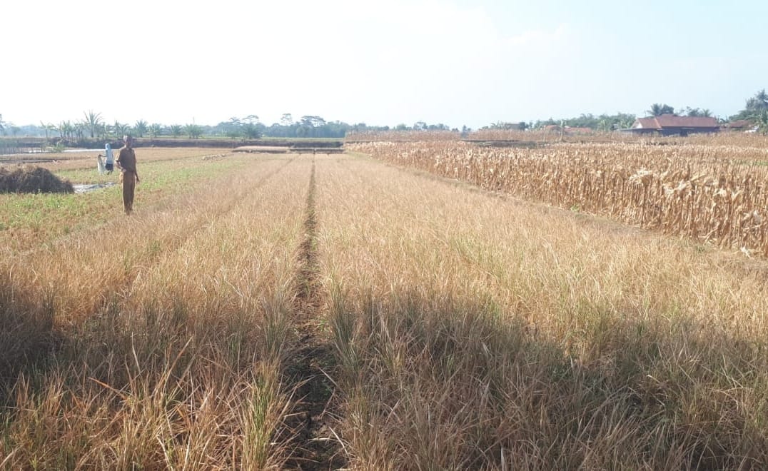 Kekeringan Mengancam Produksi Padi, 46 Hektare Sawah di Banjarnegara Terkena Dampak, 2 Hektare Puso