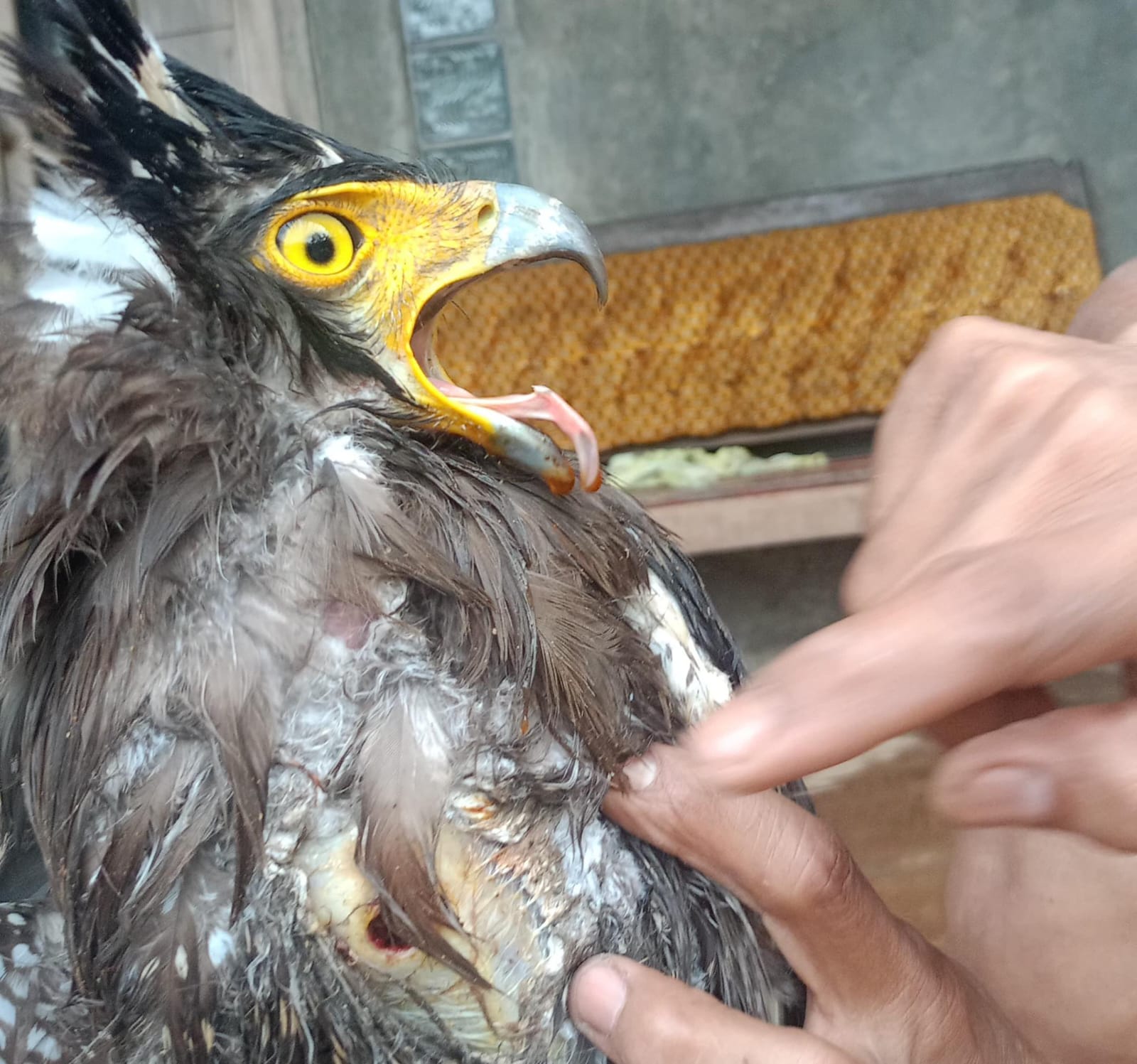 Burung Elang Ular Bido Satwa yang Dilindungi Ditembak Oknum Pemburu Liar di Desa Gunungwuled