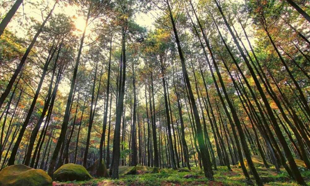 HTM Hanya 5K! Inilah Pesona Wisata Hutan Pinus Mangunan Yogyakarta