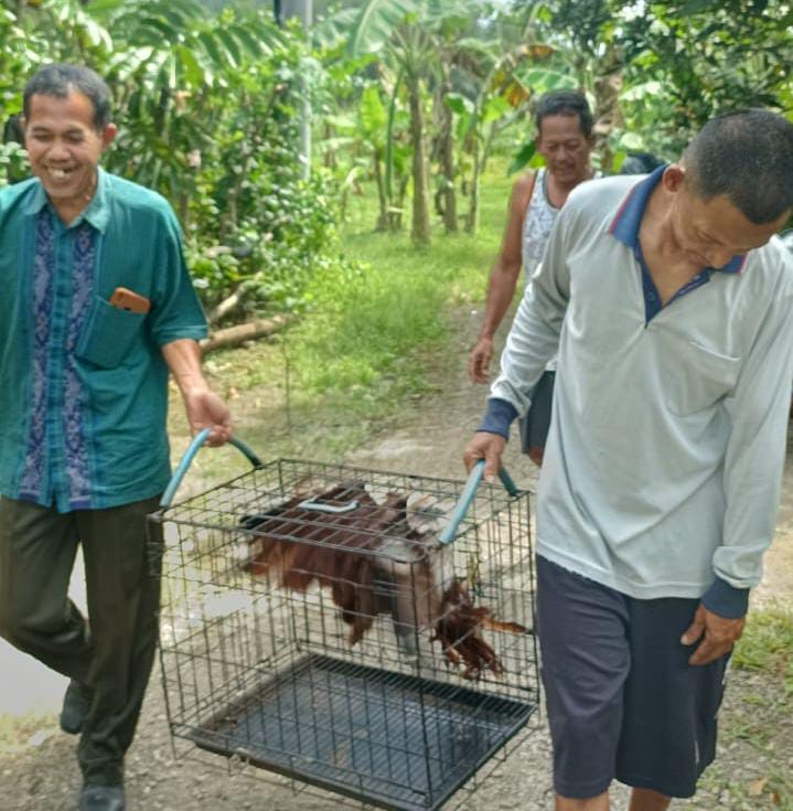 Warga Karangbenda Cilacap Temukan Elang Bondol, Petugas KSDA Lakukan Evakuasi