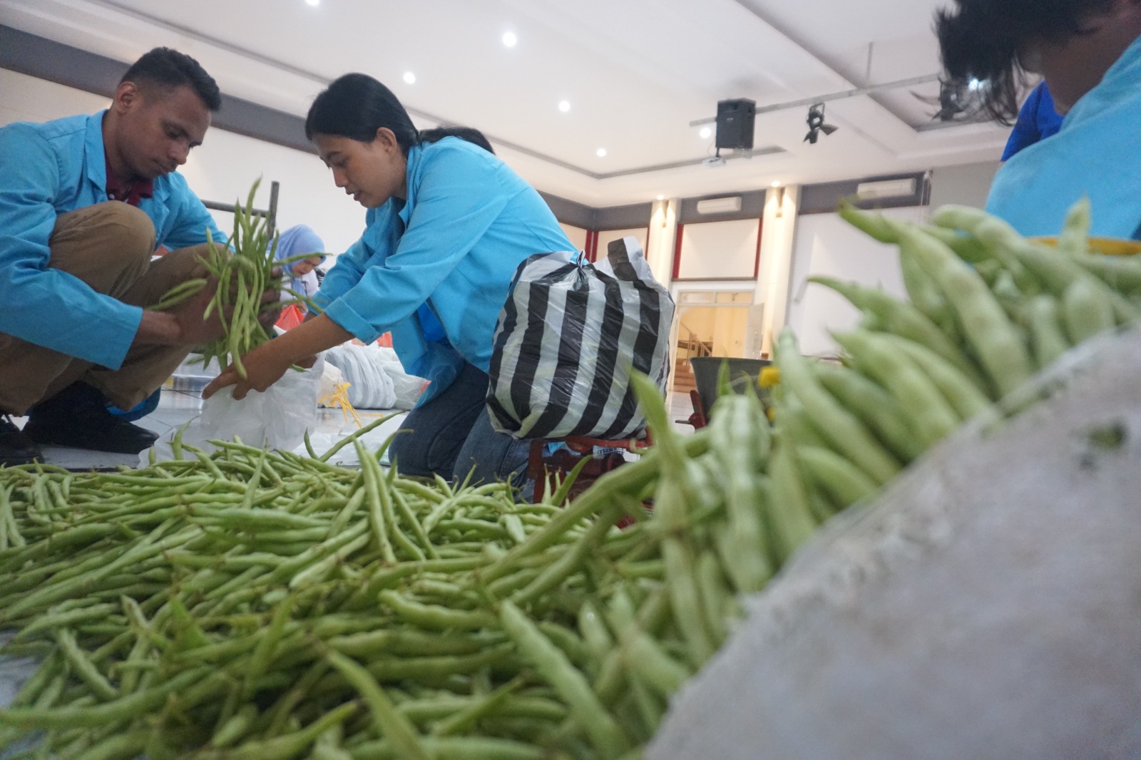 Harga Anjlok, Gereja Katolik Bersama GOW Borong Buncis Untuk Bantu Petani