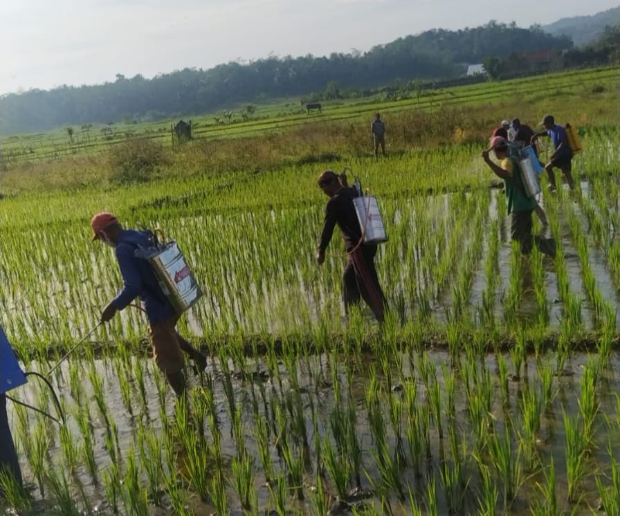 Dipimpin Kades, Petani di Desa Pekiringan Basmi Wereng Serempak