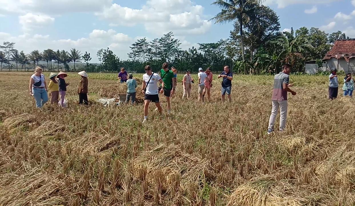 Dampak Kemarau, Puluhan Hektare Sawah di Banyumas Alami Gagal Panen 