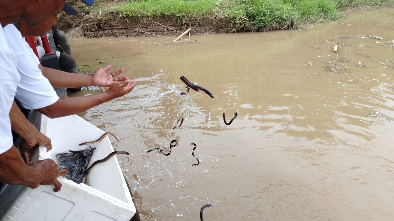 104 Ribu Benih Ikan Ditebar di Sungai Serayu, Ancaman Destructive Fishing