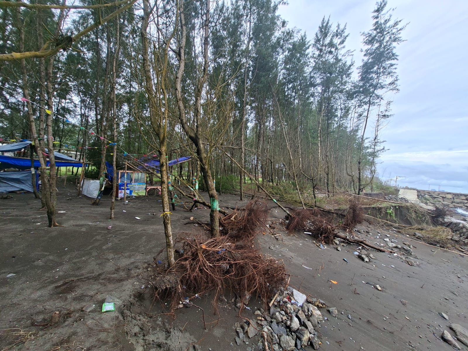 Tanggul Pantai Cemara Jajar Cilacap Roboh, Warga Takut Abrasi Meluas